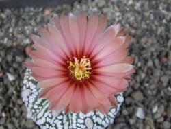Astrophytum  Super Kabuto X red červený květ, akabana,  pot 5,5 cm