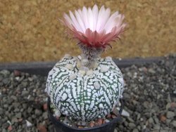 Astrophytum  Super Kabuto X red červený květ, akabana,  pot 5,5 cm - 12405088