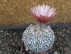 Astrophytum  Super Kabuto X red červený květ, akabana,  pot 5,5 cm - 12405089