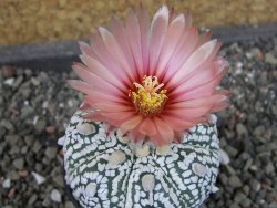 Astrophytum  Super Kabuto X red červený květ, akabana,  pot 5,5 cm - 12405090