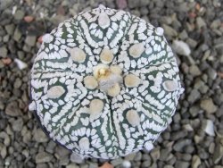 Astrophytum  Super Kabuto X red červený květ, akabana,  pot 5,5 cm - 12405091