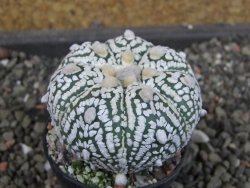 Astrophytum  Super Kabuto X red červený květ, akabana,  pot 5,5 cm - 12405093