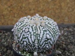 Astrophytum  Super Kabuto X red červený květ, akabana,  pot 5,5 cm - 12405094