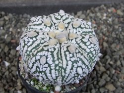 Astrophytum  Super Kabuto X red červený květ, akabana,  pot 5,5 cm - 12405095