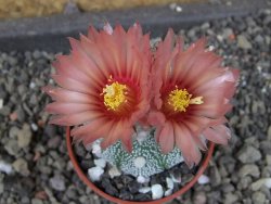 Astrophytum  Hanazano Kabuto X red červený květ, akabana, pot 5,5 cm - 12405104