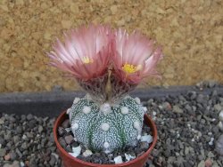 Astrophytum  Hanazano Kabuto X red červený květ, akabana, pot 5,5 cm