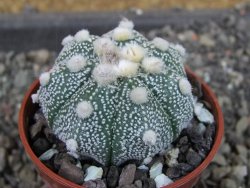 Astrophytum  Hanazano Kabuto X red červený květ, akabana, pot 5,5 cm - 12405106