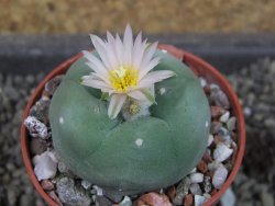Lophophora difusa, pot 5,5 cm