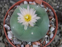 Lophophora difusa, pot 5,5 cm - 12405128