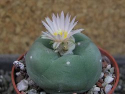 Lophophora difusa, pot 5,5 cm - 12405129