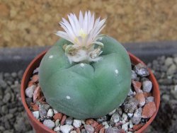 Lophophora difusa, pot 5,5 cm - 12405130