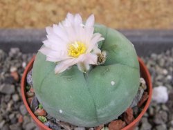 Lophophora difusa, pot 5,5 cm
