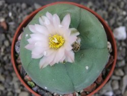 Lophophora difusa, pot 5,5 cm - 12405132