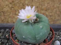 Lophophora difusa, pot 5,5 cm - 12405133