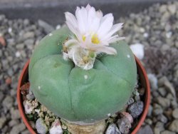 Lophophora difusa, pot 5,5 cm - 12405134