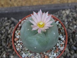 Lophophora difusa, pot 5,5 cm