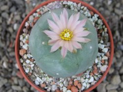 Lophophora difusa, pot 5,5 cm - 12405136