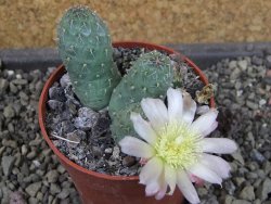 Tephrocactus subteraneus Quiaca, pot 7 cm