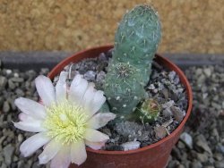 Tephrocactus subteraneus Quiaca, pot 7 cm - 12405143