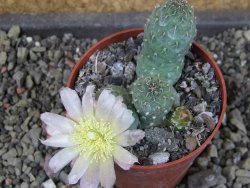 Tephrocactus subteraneus Quiaca, pot 7 cm - 12405144
