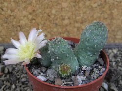 Tephrocactus subteraneus Quiaca, pot 7 cm - 12405145