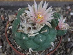 Lophophora viridescens pot 6,5 cm