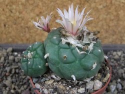 Lophophora viridescens pot 6,5 cm - 12405148