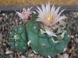 Lophophora viridescens pot 6,5 cm - 12405149