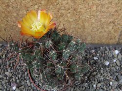 Tephrocactus rossianus aurantiaco flore pot 7 cm