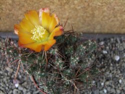 Tephrocactus rossianus aurantiaco flore pot 7 cm - 12405154