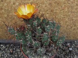 Tephrocactus rossianus aurantiaco flore pot 7 cm - 12405155