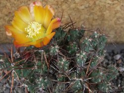 Tephrocactus rossianus aurantiaco flore pot 7 cm - 12405156