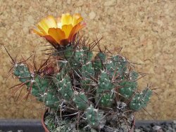 Tephrocactus rossianus aurantiaco flore pot 7 cm - 12405157