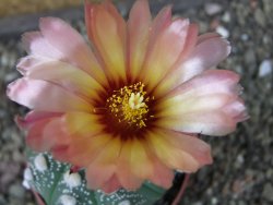 Astrophytum  asterias X oibo red flower, akabana, pot 6,5 cm - 12405180