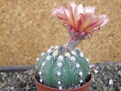 Astrophytum  asterias X oibo red flower, akabana, pot 6,5 cm - 12405181