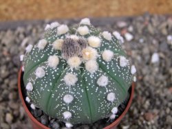 Astrophytum  asterias X oibo red flower, akabana, pot 6,5 cm - 12405182