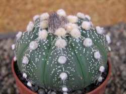 Astrophytum  asterias X oibo red flower, akabana, pot 6,5 cm - 12405183