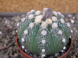 Astrophytum  asterias X oibo red flower, akabana, pot 6,5 cm - 12405184