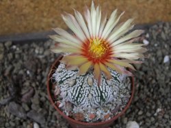 Astrophytum  Super Kabuto X červený red flower, akabana, pot 6,5 cm
