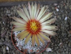 Astrophytum  Super Kabuto X červený red flower, akabana, pot 6,5 cm - 12405198