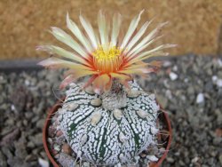 Astrophytum  Super Kabuto X červený red flower, akabana, pot 6,5 cm - 12405199