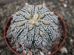 Astrophytum  Super Kabuto X červený red flower, akabana, pot 6,5 cm - 12405200