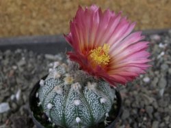 Astrophytum  crassispinoides X red červený květ, akabana, pot 5,5 cm