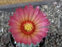 Astrophytum  crassispinoides X red červený květ, akabana, pot 5,5 cm - 12405203