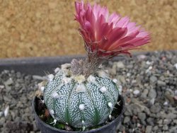 Astrophytum  crassispinoides X red červený květ, akabana, pot 5,5 cm - 12405204