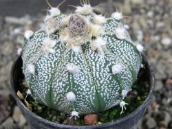 Astrophytum  crassispinoides X red červený květ, akabana, pot 5,5 cm - 12405205