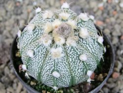 Astrophytum  crassispinoides X red červený květ, akabana, pot 5,5 cm - 12405206