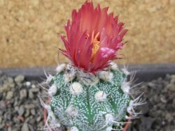 Astrophytum  niveum X red červený květ, akabana, pot 5,5 cm