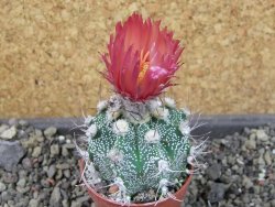 Astrophytum  niveum X red červený květ, akabana, pot 5,5 cm - 12405210