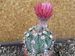Astrophytum  niveum X red červený květ, akabana, pot 5,5 cm - 12405211